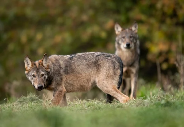 Grey Wolf Canis Lupus Close — Foto de Stock