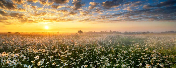 Beau Lever Soleil Été Sur Champ Marguerite — Photo