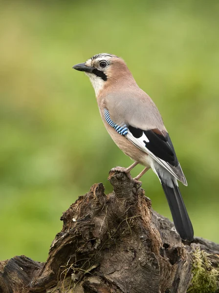 Avrasya kuşu (Garrulus glandarius )