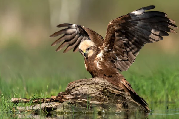 Western Marsh Harrier Circus Aeruginosus — Stock Photo, Image