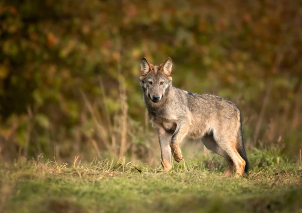 Lobo Gris Canis Lupus Cerca — Foto de Stock