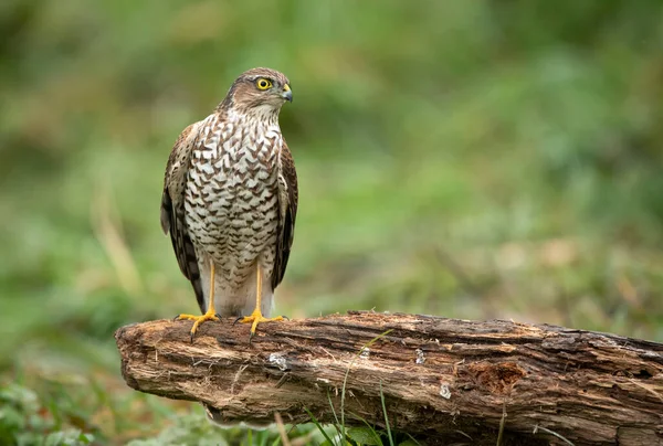 Sparviero Accipiter Nisus Primo Piano — Foto Stock