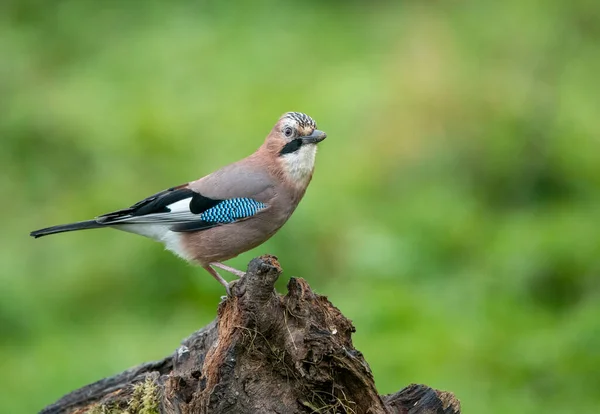 Eurasian Jay Bird Garrulus Glandarius — Stock Photo, Image