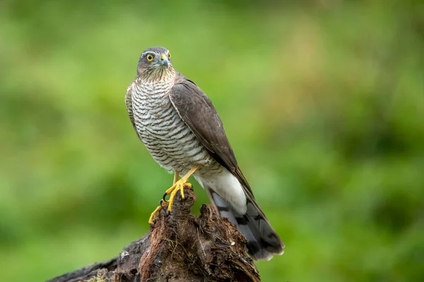 Sparrowhawk Activiter Nisus Close — стоковое фото