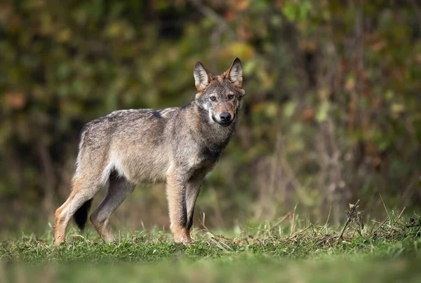 Grey Wolf Canis Lupus Close — Stockfoto