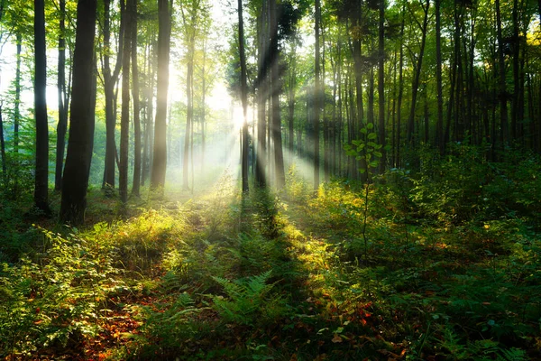 Beautiful Sunny Morning Green Forest — Φωτογραφία Αρχείου