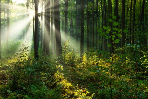 Schöner Sonniger Morgen Grünen Wald — Stockfoto