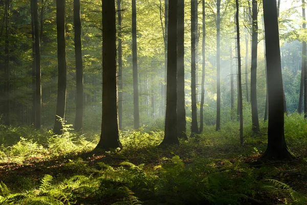 Beautiful Sunny Morning Green Forest — Stockfoto