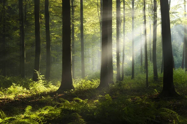 Yeşil Ormanda Güneşli Güzel Bir Sabah — Stok fotoğraf