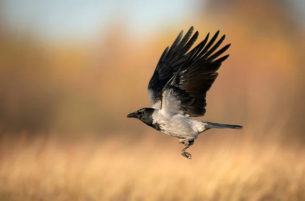 กวางหมวก Corvus Corone ใกล — ภาพถ่ายสต็อก