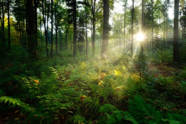 Schöner Sonniger Morgen Grünen Wald — Stockfoto