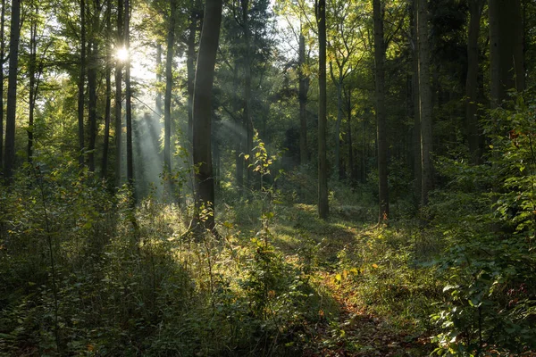 Vackert Skogslandskap Tidigt Hösten Solens Strålar Genom Träden Stockbild