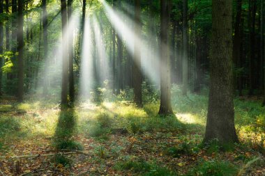 Beautiful sunny morning in the green forest