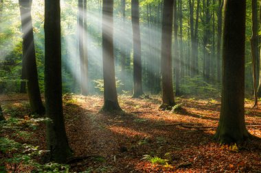 Beautiful sunny morning in the green forest