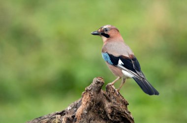 Avrasya kuşu (Garrulus glandarius )