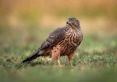 Kuzey Goshwak kuşu (Accipiter gentilis )