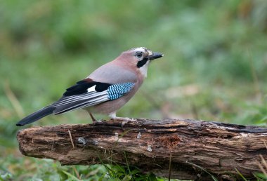 Avrasya kuşu (Garrulus glandarius )