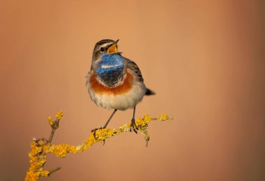 Bluethroat kuşu kapat (Luscinia svecica )