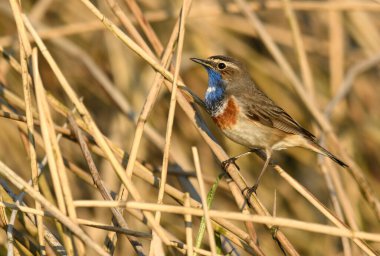 Bluethroat kuşu kapat (Luscinia svecica )