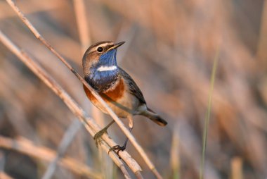 Bluethroat kuşu kapat (Luscinia svecica )