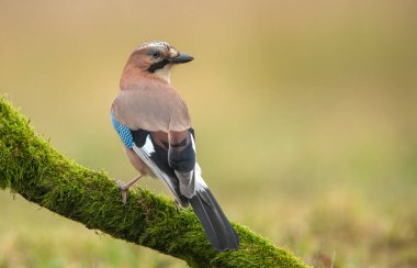 Avrasya kuşu (Garrulus glandarius )