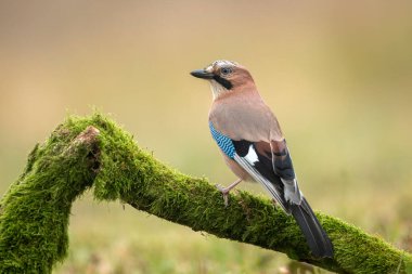 Avrasya kuşu (Garrulus glandarius )