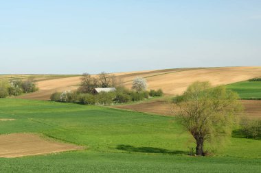 Yeşil söğüt ağaçları ve mavi bulutlu gökyüzü ile güzel bir bahar manzarası