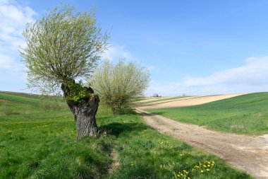 Yeşil söğüt ağaçları ve mavi bulutlu gökyüzü ile güzel bir bahar manzarası