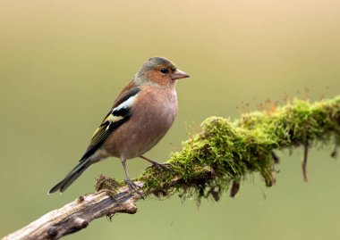 Yaygın ispinoz (Fringilla coelebs)