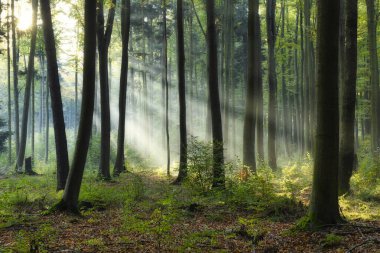 Yeşil ormanda güneşli güzel bir sabah