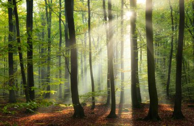 Beautiful sunny morning in the green forest