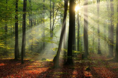 Yeşil ormanda güneşli güzel bir sabah