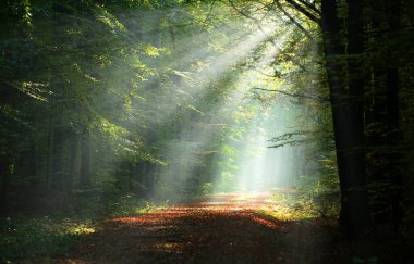 Beautiful sunny morning in the green forest
