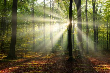 Beautiful sunny morning in the green forest