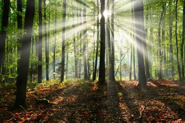 Yeşil ormanda güneşli güzel bir sabah