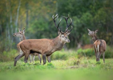 Rut sırasında Avrupa geyiği erkek geyiği (Cervus elaphus)