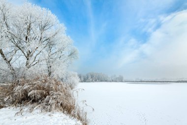 Hoarfrost ile güzel kış manzara ağaçları ile kaplı