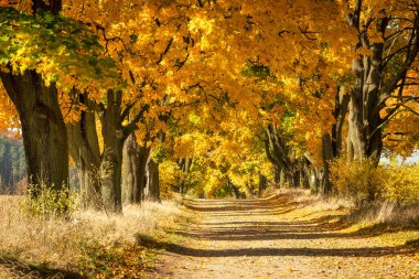 Beautiful autumn avenue with maple trees clipart