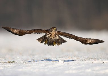 Yaygın akbaba kuşu (Buteo buteo )