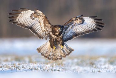 Yaygın akbaba kuşu (Buteo buteo )
