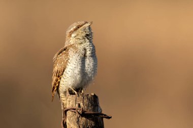 Wryneck (Jynx torquilla) yakın çekim
