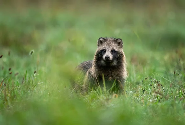 Supikoira Nyctereutes Viverrinus — kuvapankkivalokuva