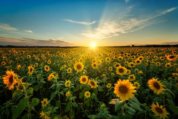 Beau Coucher Soleil Sur Champ Tournesol — Photo