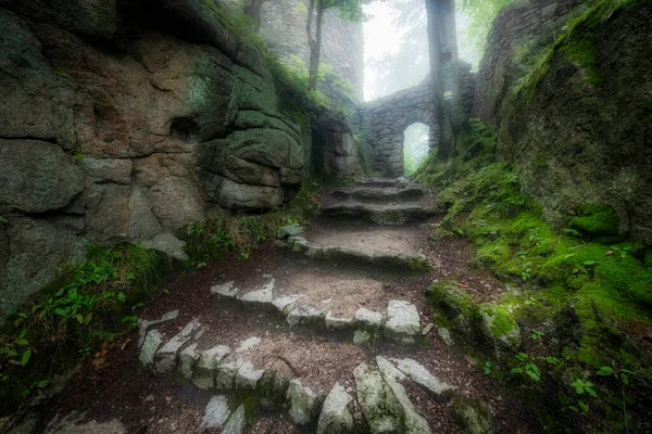 Schöner Nebeltag Wald — Stockfoto