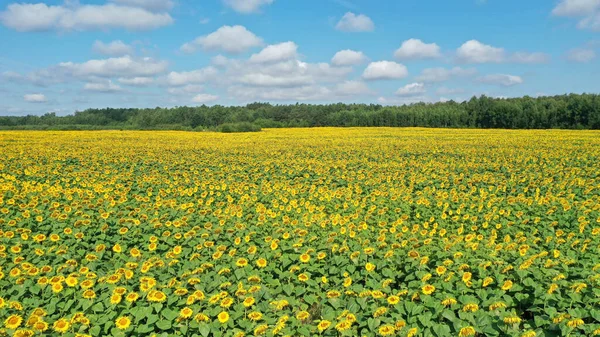 Sunflowers Field Blue Cloudy Sky — Stock Photo, Image