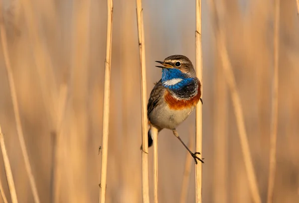 Pájaro Garganta Azul Cerca Luscinia Svecica — Foto de Stock