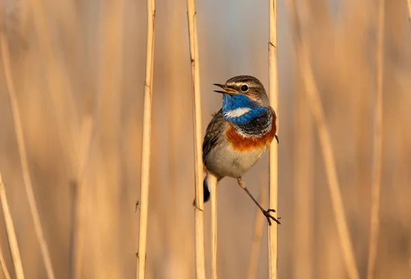 Bluetroat Madár Közelről Luscinia Svecica — Stock Fotó