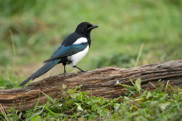 Urraca Pájaro Cerca Pica Pica —  Fotos de Stock