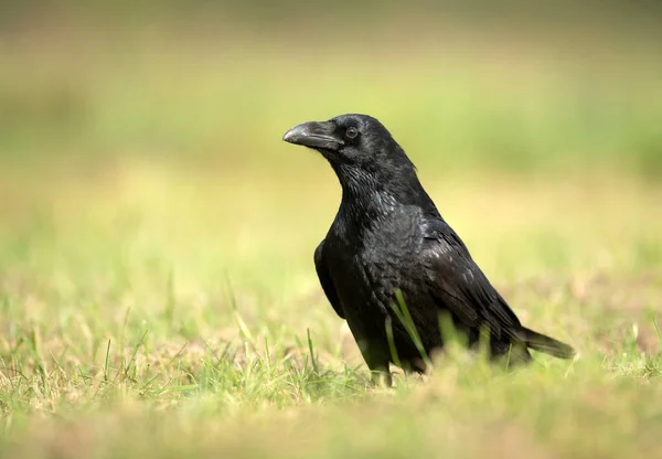 Cuervo Corvus Corax Cerca —  Fotos de Stock