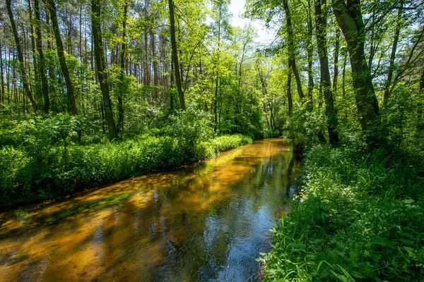 Baharda yeşil orman ve nehir